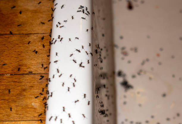 Reliable Garwood, NJ Pest Control Solutions